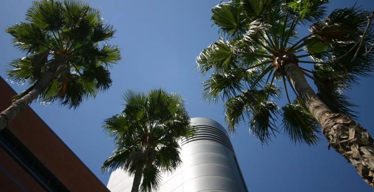 Image of building with palm trees